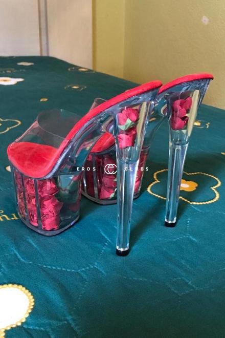 PIM  Thai Schmusekatze  Schweiz, Biel/Bienne - Grenchen